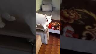 картинка: Пуся играет как маленький🐈