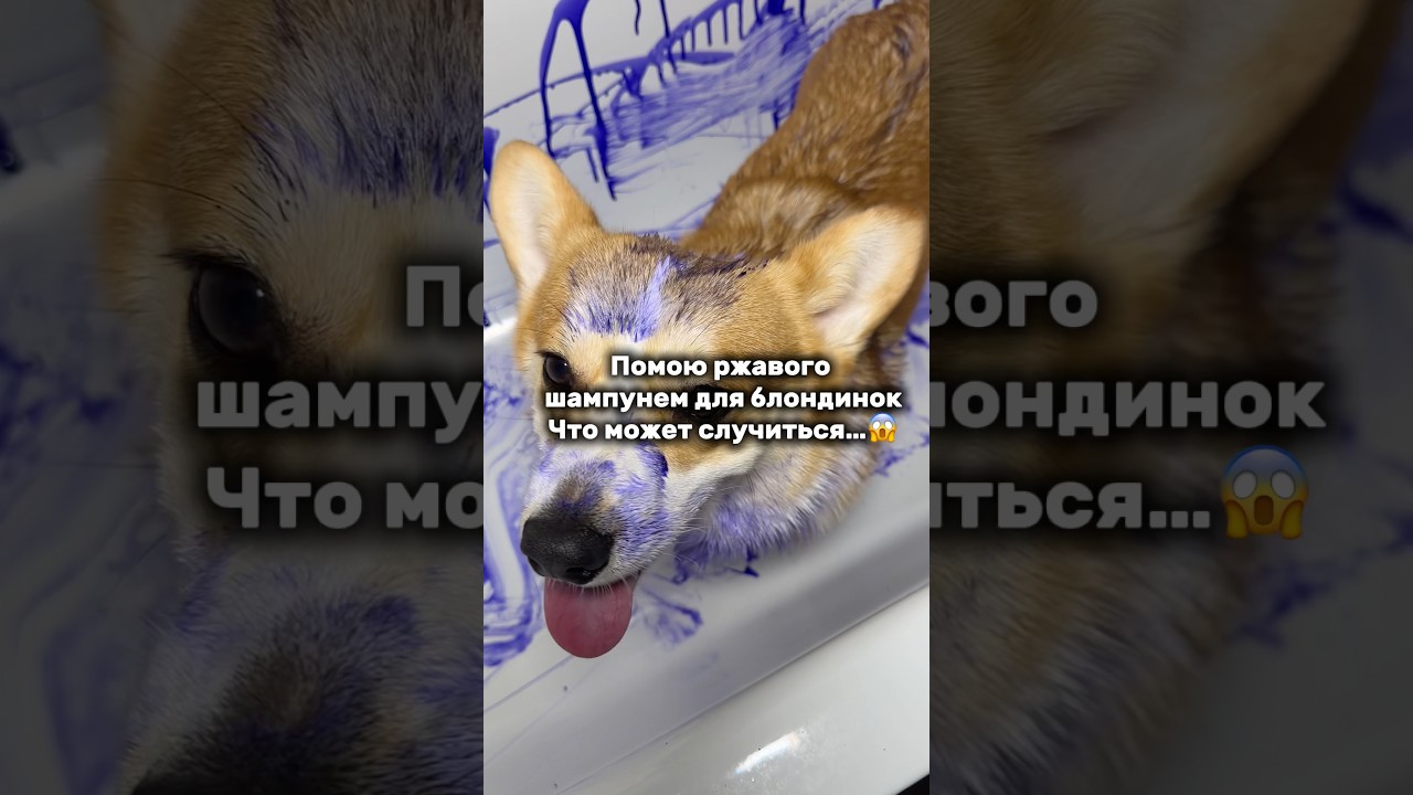 Я В ШОКЕ😱 Фиолетовый шампунь wb: 