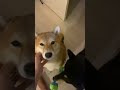 口笛だけで寄ってくる柴犬wwww #shibaken #柴犬 #dog
