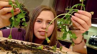 Onbouffe - Tisane De Pissenlit -