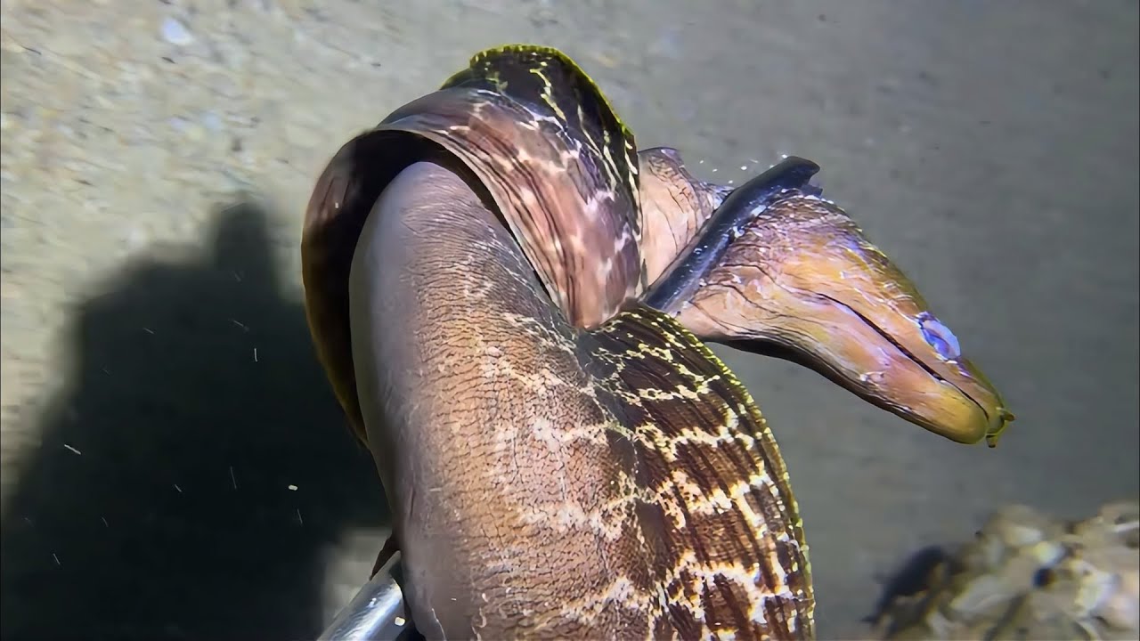 Live Stream 🟢 –Ultimate Seafood Hunt - Non-stop Highlights！ #diving #fishing #seafood #shorts