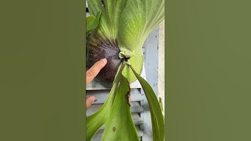 nhận biết ổ rồng coro bị úng #huykiengla #kiengla #caytrongnha #platycerium