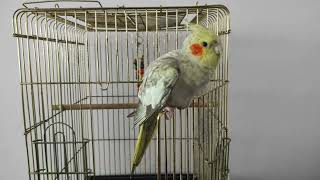 Sultan Papağanı Videolarım 3 Tarih 29 09 2024