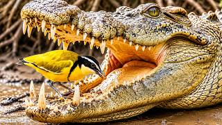 10 animals so dangerous that no zoo dares to keep themmost dangerous animals in the world
