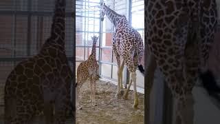 Newborn giraffe wobbles while standing at Dallas Zoo