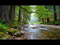 Deep Sleep &amp; Peaceful Forest River Sounds with Birds Singing for Relaxing Sleep &amp; Stress Relief