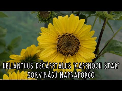 Videó: Heliopsis Vagy Hamis Napraforgó