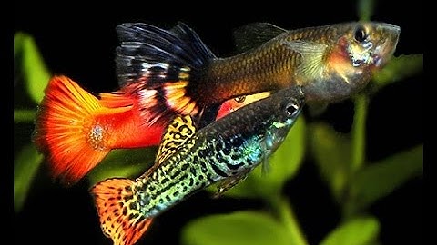 Thiên đường Cá cảnh rất đẹp