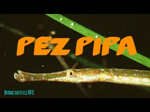 Video: ¿Con qué alimentar a los peces pipa?