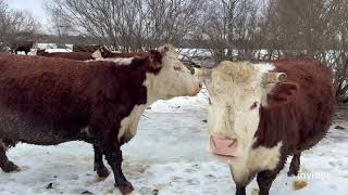 Мое нытьё/хочу корову #герефорд #корова #молоко #мясо #покупки #выбор #советы #ферма #работа #мечта