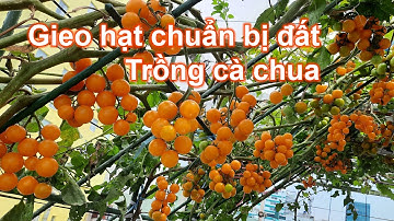 Gieo hạt làm đất trồng cà chua | LAN Garden #82