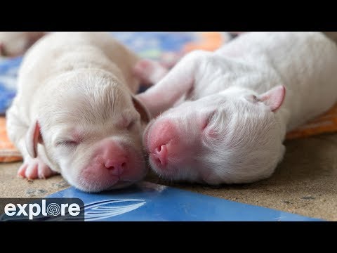 ECAD Puppies powered by EXPLORE.org