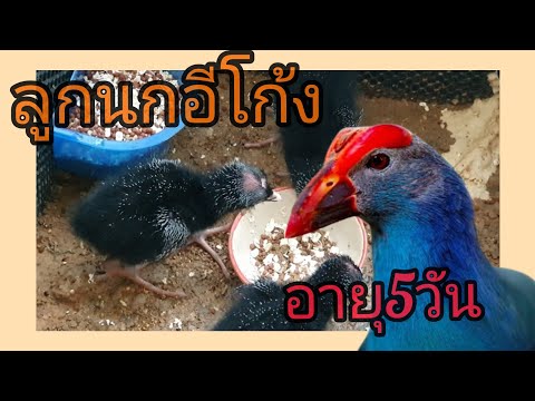 ลูกนกอีโก้งลูกป่า กินอาหาร : หมากัดไก่ Hunter