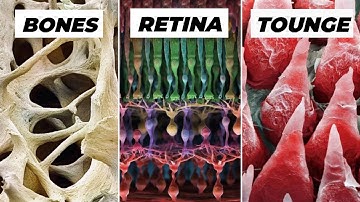 Objects Under Electron Microscope! (Part-2)