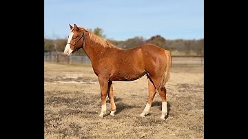 Fizzy Whiz A Gun 2 #Topsailwhiz #Gunner