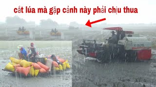 QUAY CÀNH MÁY CẮT LÚA GẶP MƯA BÃO NURO  CHẠY KHÔNG KỊP amazing video new