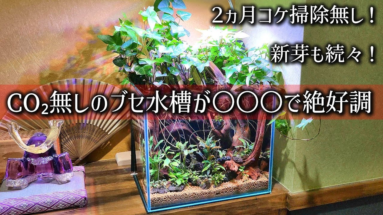 Must-See] How to Grow Bucephalandra Beautifully Without CO2! - YouTube
