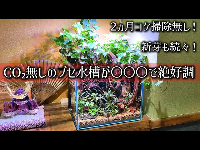 Must-See] How to Grow Bucephalandra Beautifully Without CO2! - YouTube