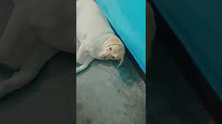 hum kisi se kam nhi #funny #dog #labrador #lab #pet #labradorretriever #shorts