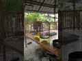 Lovbird masih belum ketemu durasinya