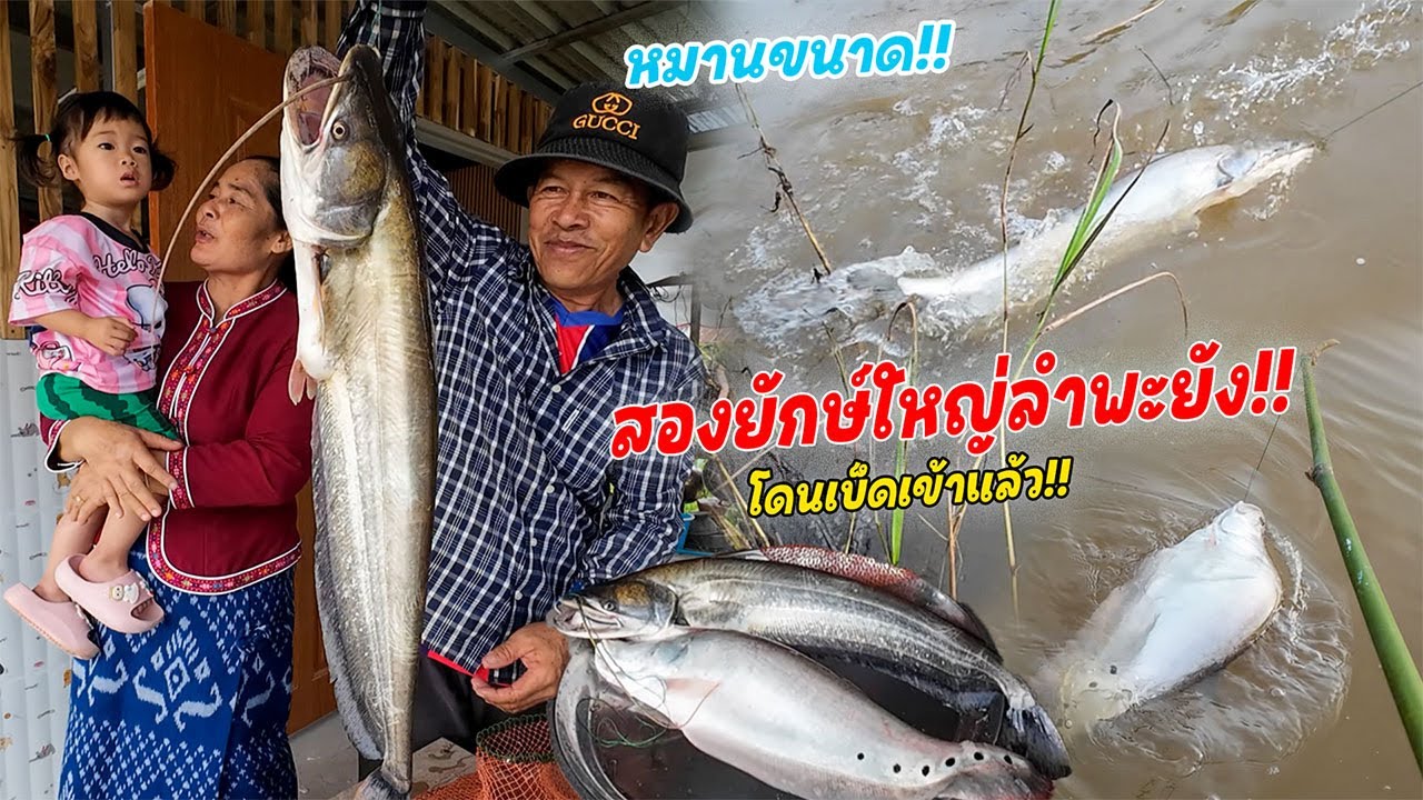 หมานขนาด!! สองยักษ์ใหญ่ลำพะยัง โดนเบ็ดเข้าแล้ว!! ยามเบ็ดได้ไซส์ใหญ่พ่อน้อยดีใจสุดขีด!!
