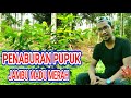 Jambu Madu Merah || Cara penaburan pupuk jambu madu merah part 2