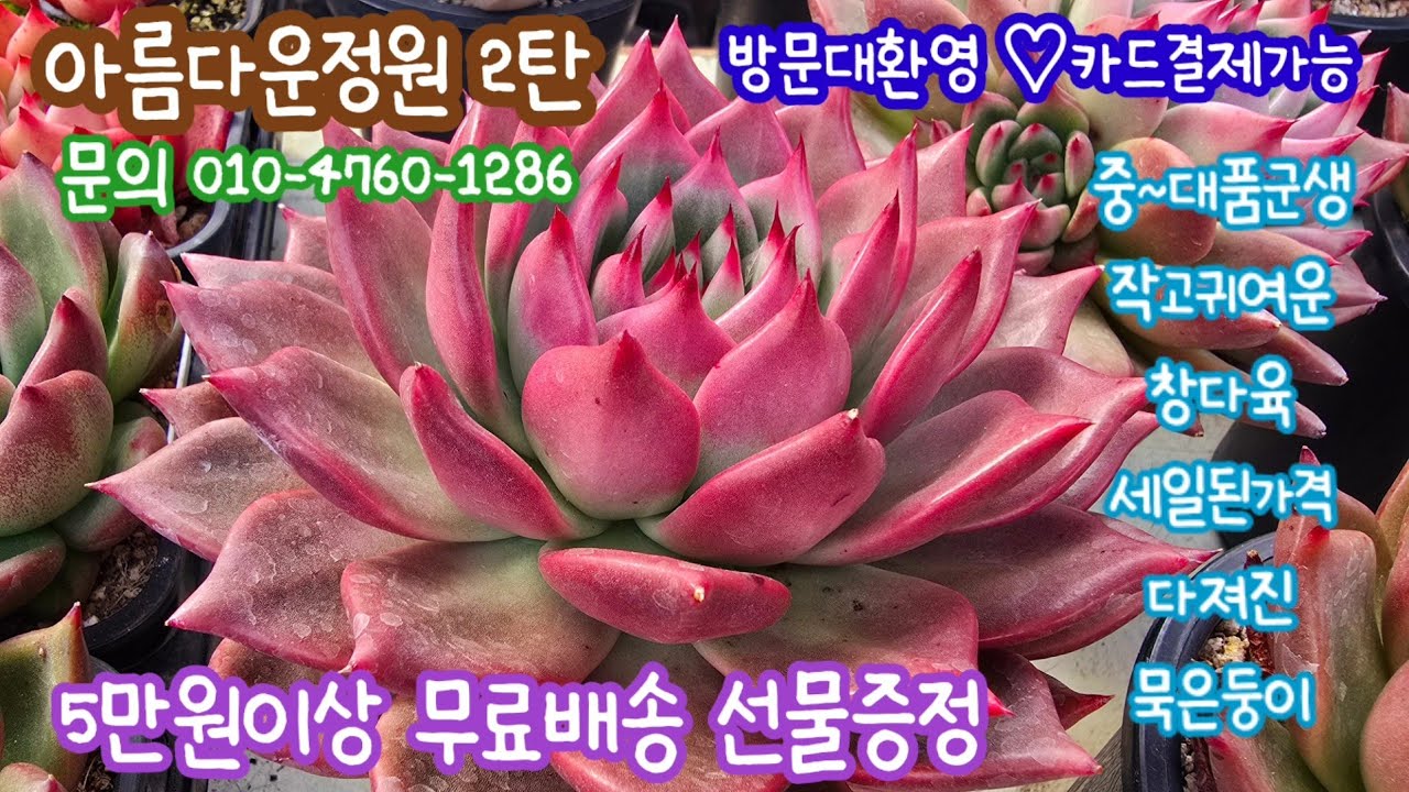 아름다운정원 2탄 중대품 작고귀여운 창다육 착한가격에 만나보세요^^( 5만원이상 선물증정) ♡알바니♡천도화♡쥬피터♡오렌지먼로♡왈츠♡마돈나♡맑은간츠♡콜리나♡산딸기♡쵸코쿠키~~