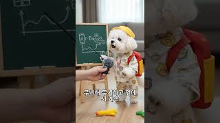 내가 전화 통화할때 강아지 속마음은??????? #댕댕뉴스 #알겠어