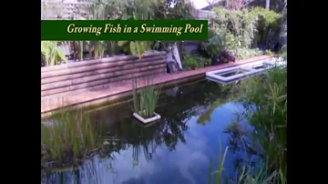 Converting a Swimming Pool to Grow Fish