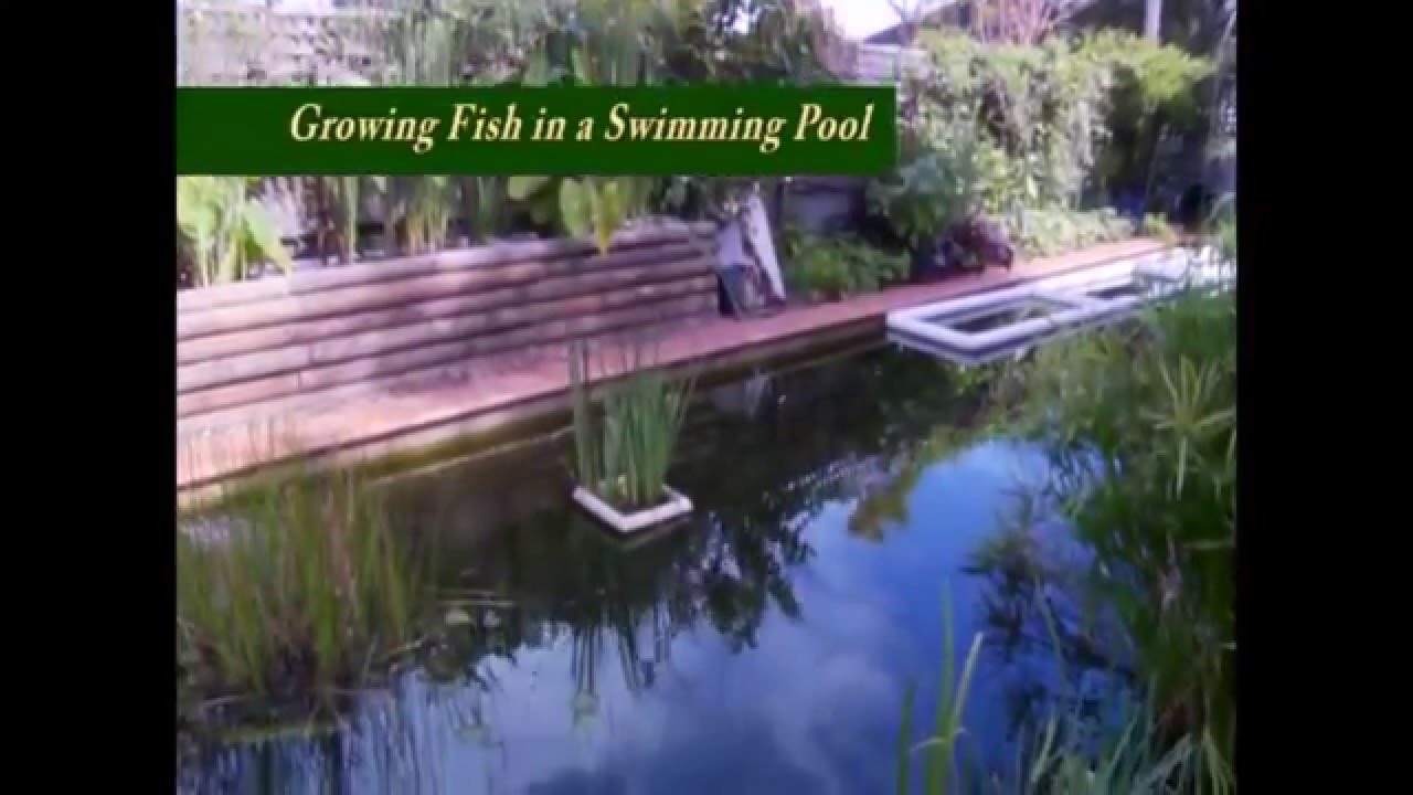 Converting a Swimming Pool to Grow Fish YouTube