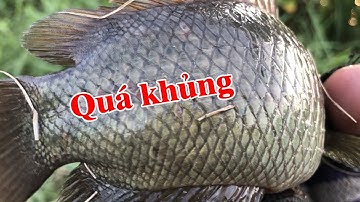 Đi về biển gò công săn cá rô đồng khủng | THÚ VUI MIỀN TÂY. Tập 616