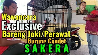 WAWANCARA EXCLUSIVE DENGAN JOKI BURUNG CENDET SAKERA
