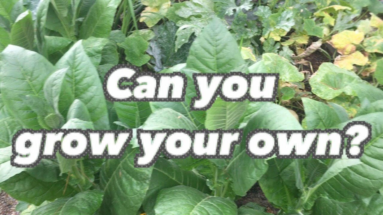 Can You Grow Your Own Tobacco At Home?