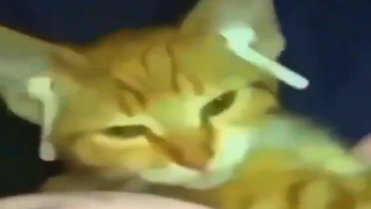 Cat Listens To Music With Airpods - YouTube