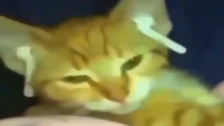 Cat Listens To Music With Airpods