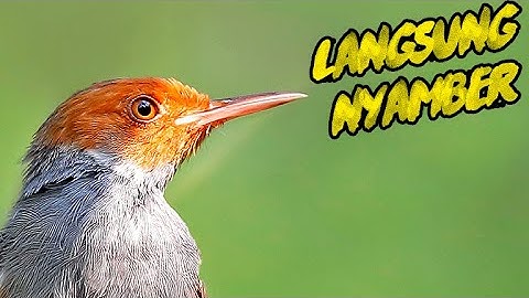 PRENJAK JUARA  !!! MASTERAN PRENJAK KEPALA MERAH GACOR SUARA NGALUN ENAK COCOK UNTUK PIKAT/PANCINGAN