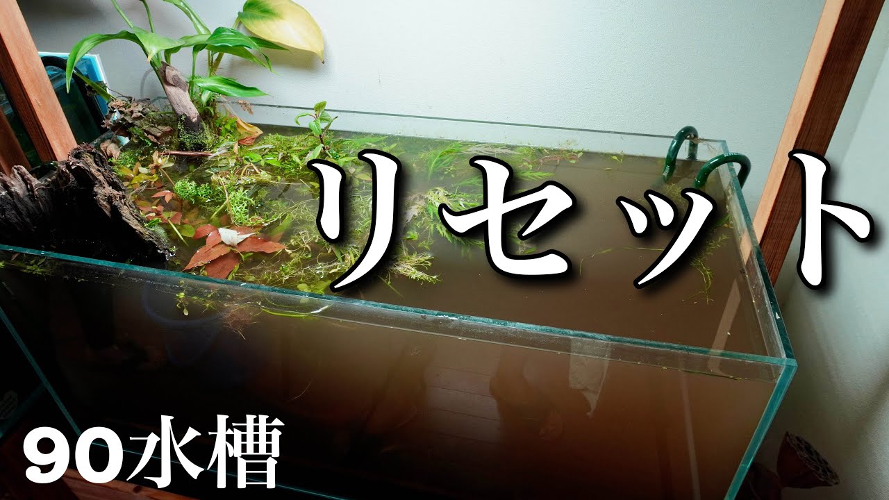 90cm水槽】1年間ありがとう！リセットします - YouTube