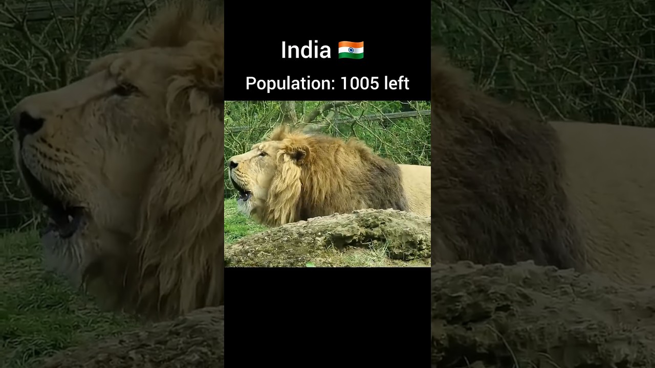 Lion🦁 population in different countries(part1)🇺🇲🇨🇳🇩🇪🇮🇳🇯🇵 