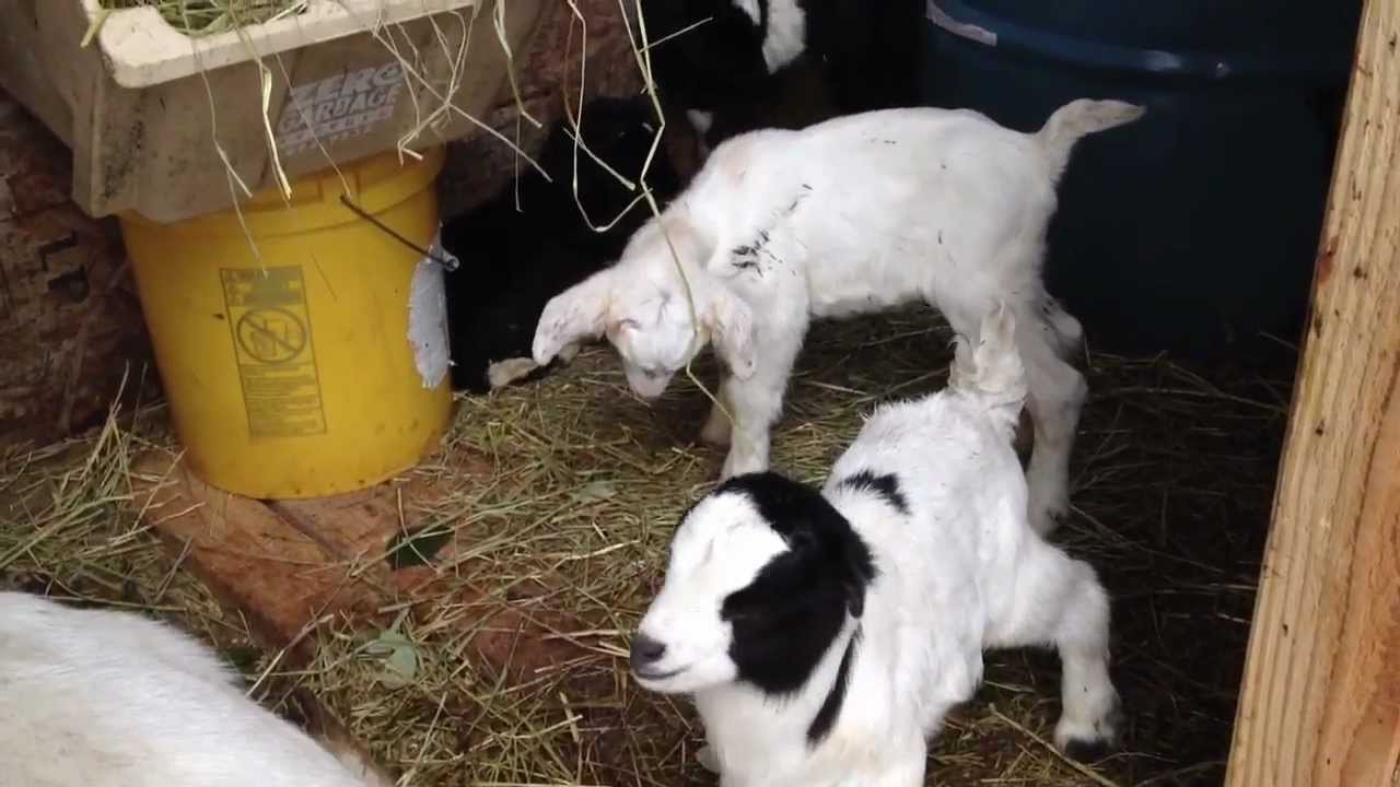 Кормление новорожденных козлят
