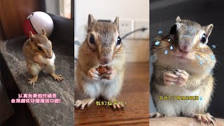 【小松鼠普洱】哪怕语言不通，手势简单明了！