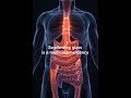 What Happens If You Swallow Glass? (Safe Science Explained)