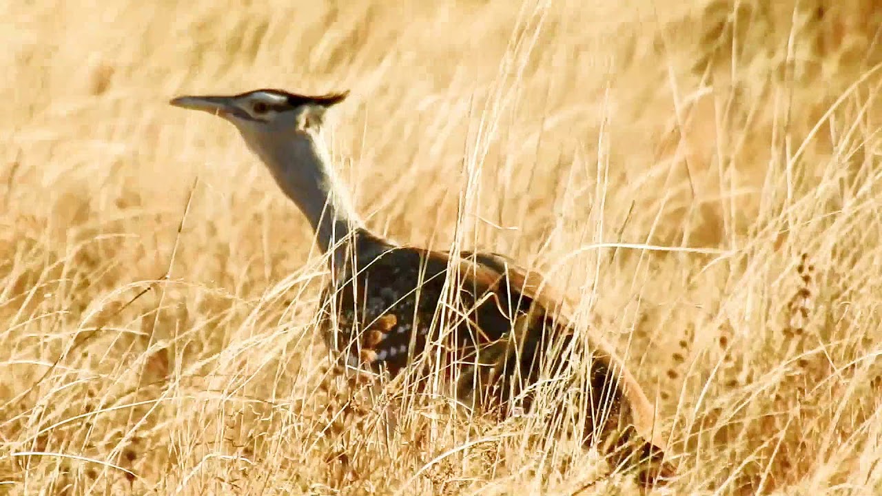 Bustard Arabian DSCN6046 9 