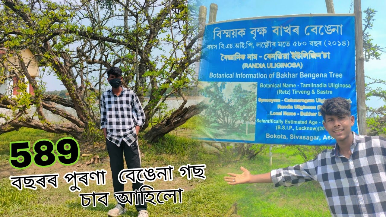 My First Vlog 🔥. Bakhor begena tree...589 years old.. ️...... Assamese ...