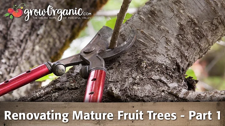 How do you make an old apple tree healthy? (2023)