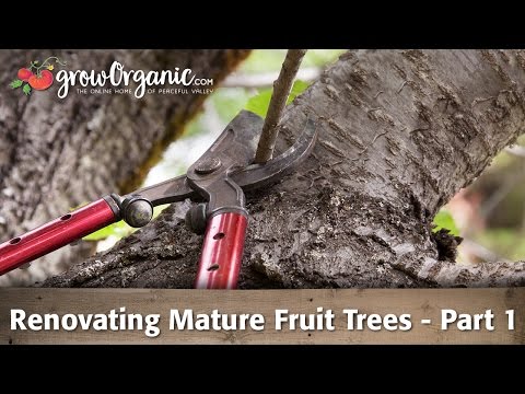 Video: Rejuvenating Old Fruit Trees - Information On Restoring Old Fruit Trees