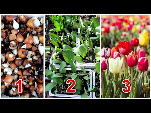 Video: Tulipaner I En Gryte (13 Bilder): Hvordan Plante Og Dyrke Blomster Hjemme I Vinduskarmen? Kan Løk Plantes Om Våren?