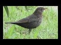 Song Thrush Black Bird Sound For Hunting واصوت السمن والشحرور للصيد 