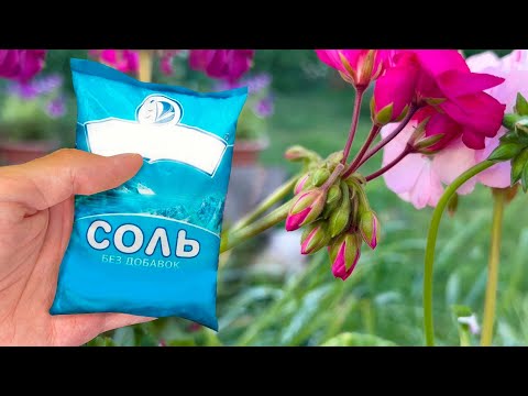 Video: Geranium barglari sarg'ayadi: geraniumning sariq barglari bo'lishining sabablari