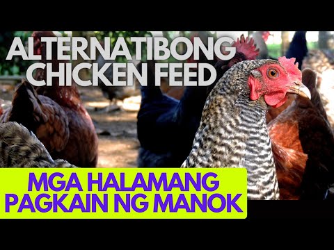 Video: Manok Na May Halaman Ng Kwins, Luya At Safron