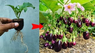 Best Techniques growing eggplant trees with brinjal fruit using unique skill for grow at home